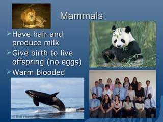 MammalsMammals
Have hair andHave hair and
produce milkproduce milk
Give birth to liveGive birth to live
offspring (no eggs)offspring (no eggs)
Warm bloodedWarm blooded
 
