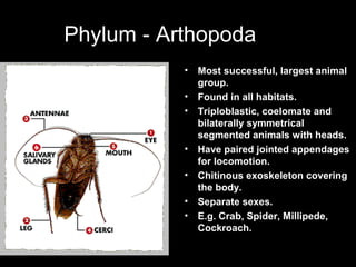 Phylum - Arthopoda
• Most successful, largest animal
group.
• Found in all habitats.
• Triploblastic, coelomate and
bilate...