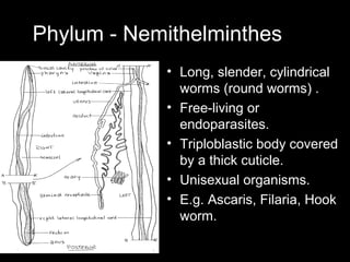 Phylum - Nemithelminthes
• Long, slender, cylindrical
worms (round worms) .
• Free-living or
endoparasites.
• Triploblasti...