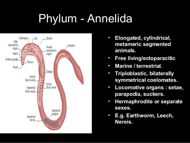 Classification of animals