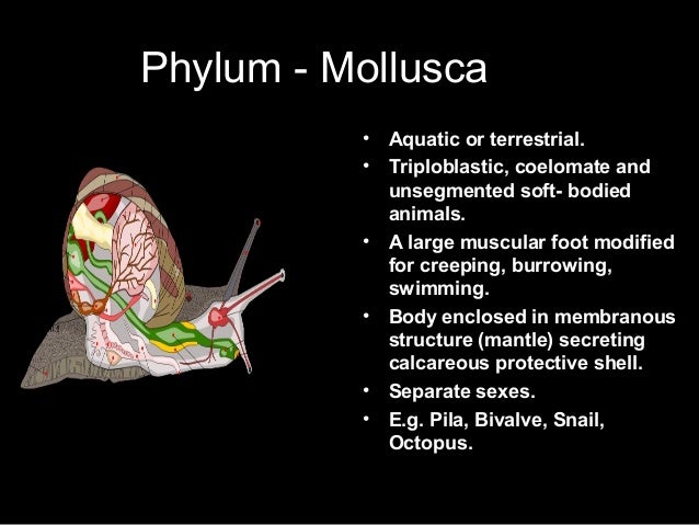 Organs of locomotion in animals information