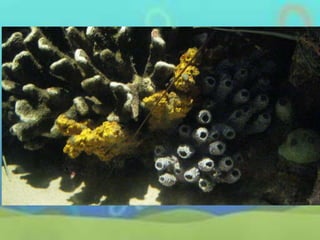 Classification of animals (invertebrates) | PPTX