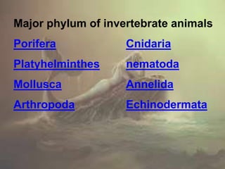 Classification of animals (invertebrates)