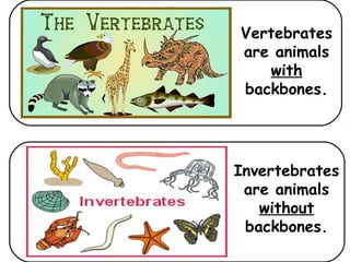 Which
of
these
animals
have
a
skeleton?
 
