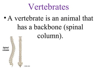 A fish is a vertebrate because it has
a spinal column.
 