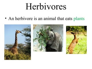 Omnivores
• An omnivore is an animal that eats
meat AND plants
 
