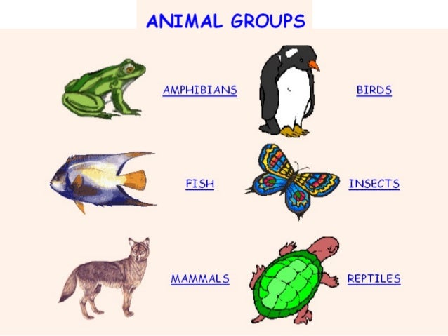 Classification of animals