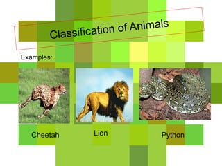 Classification of animals | PPTX