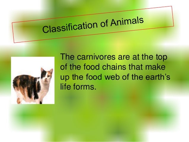 Classification of animals