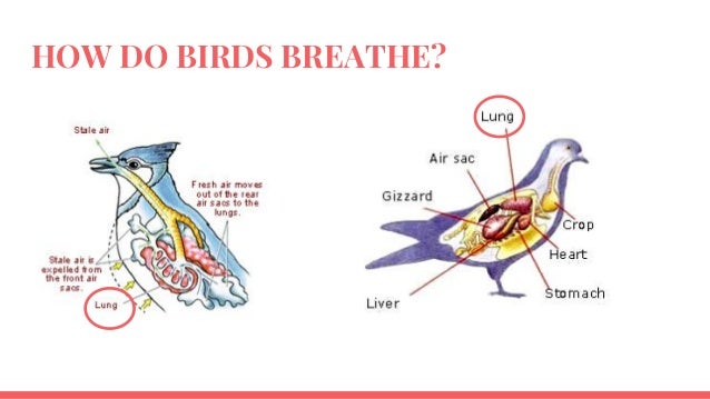 Classification of animals