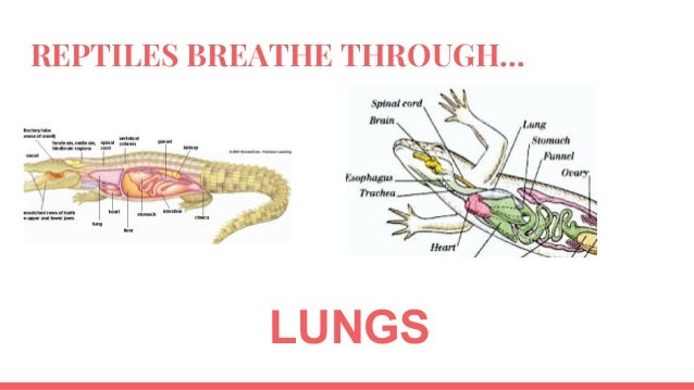 What do reptiles breathe with