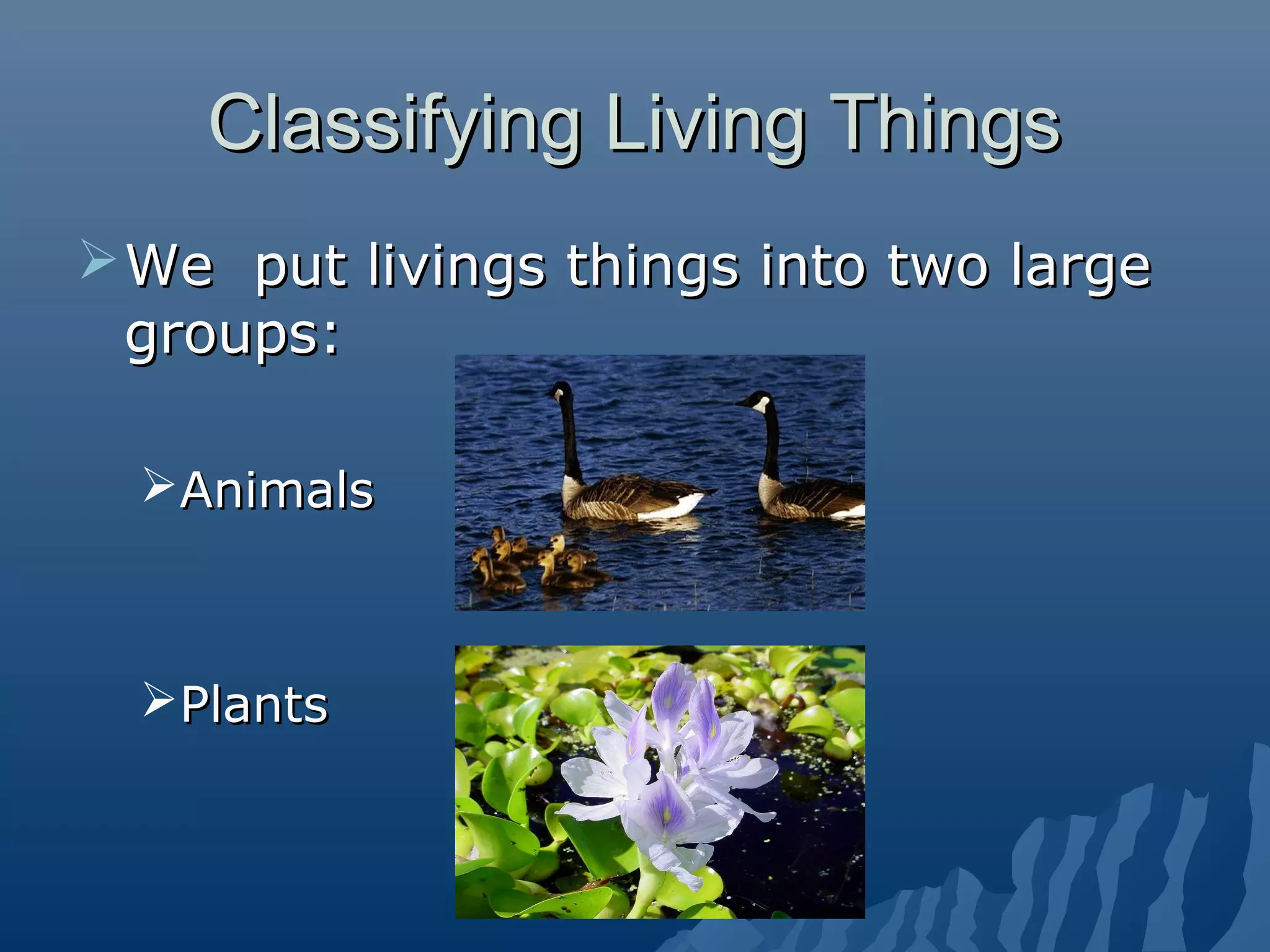 Classification of animals | PPT