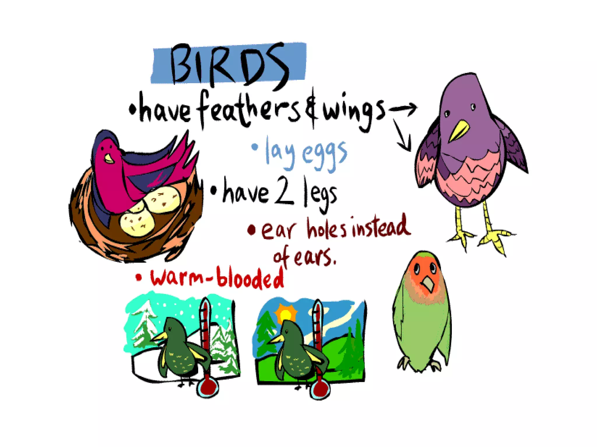 Classification of animals