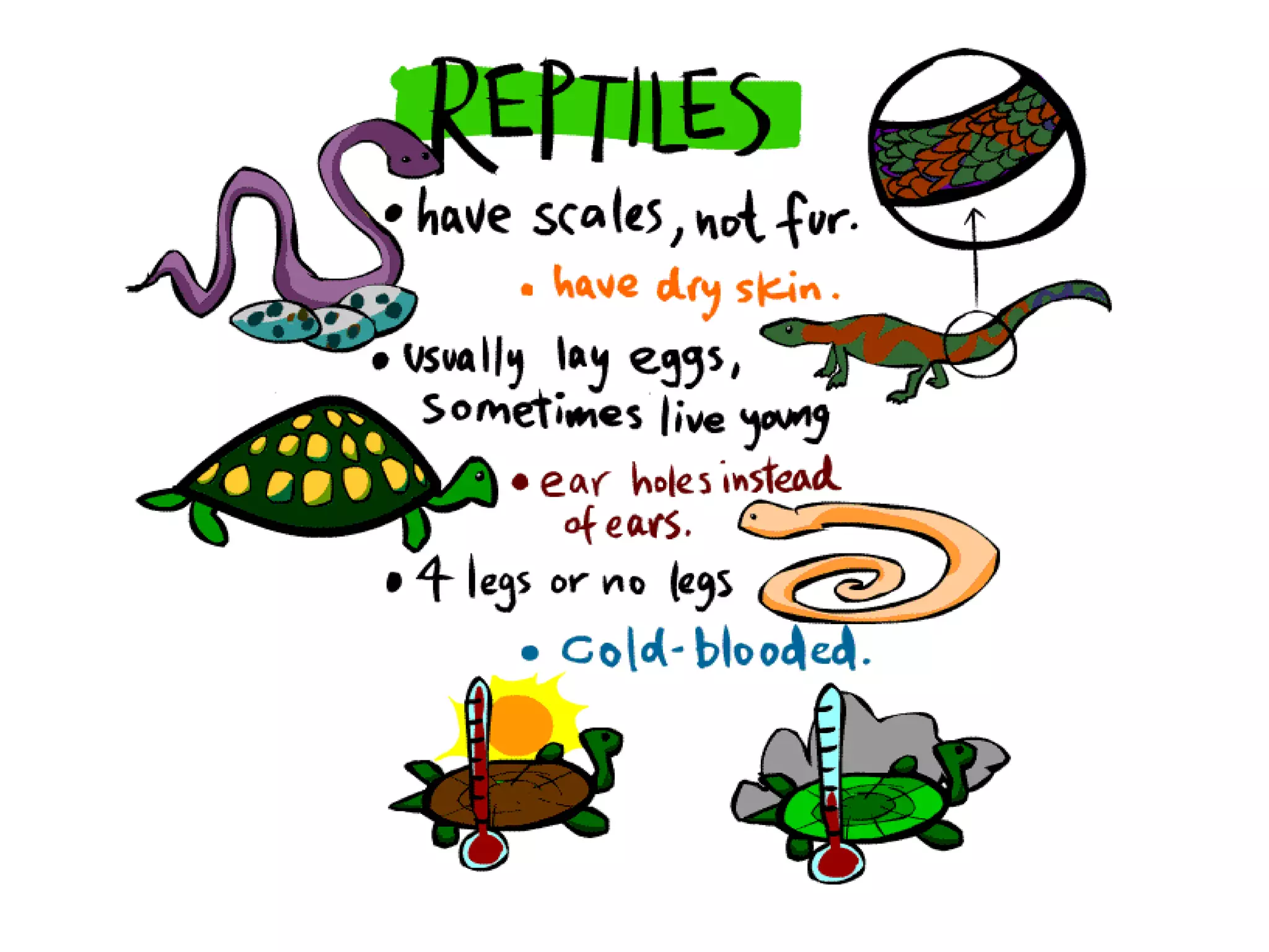 Classification of animals