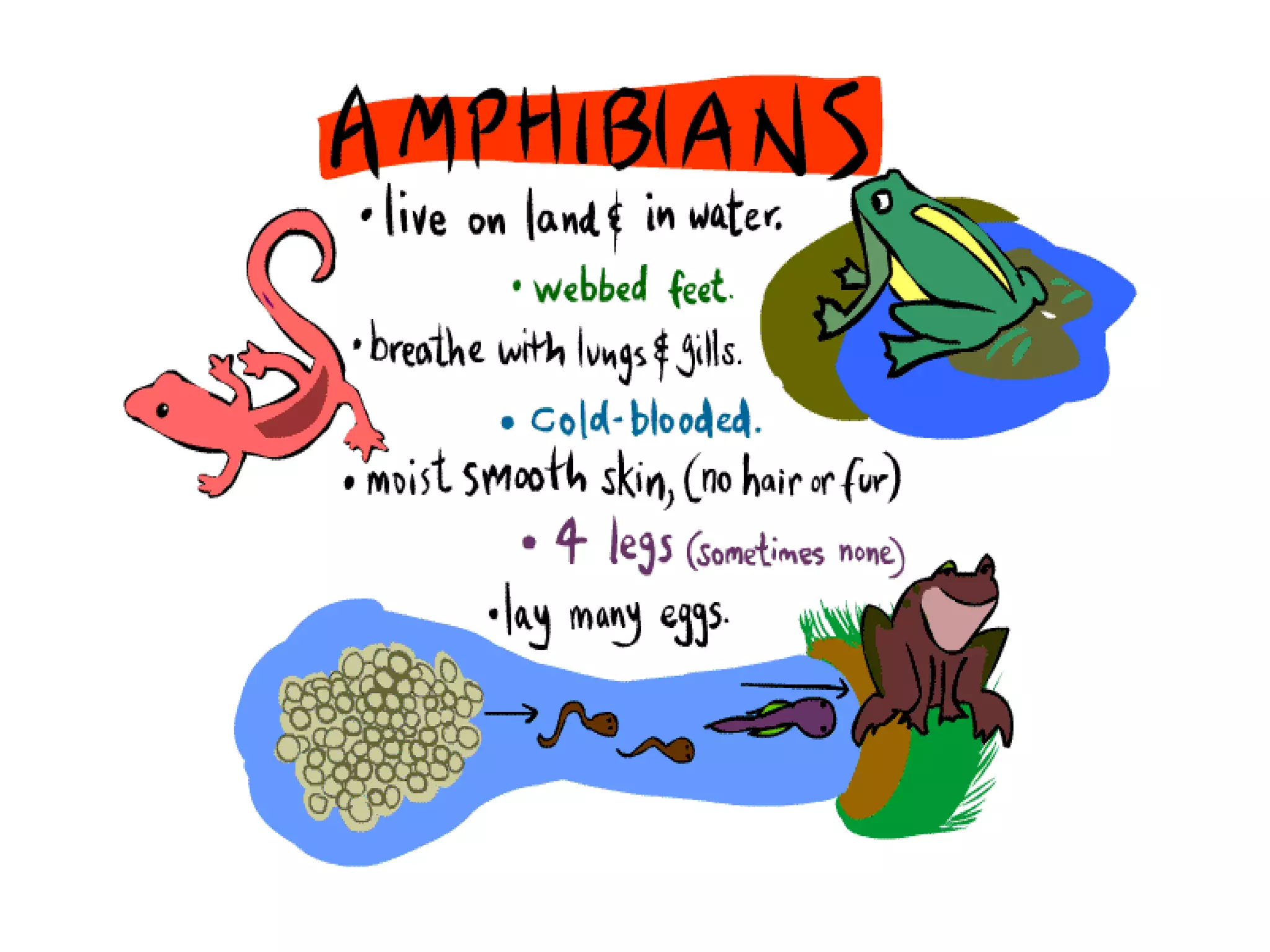 Classification of animals