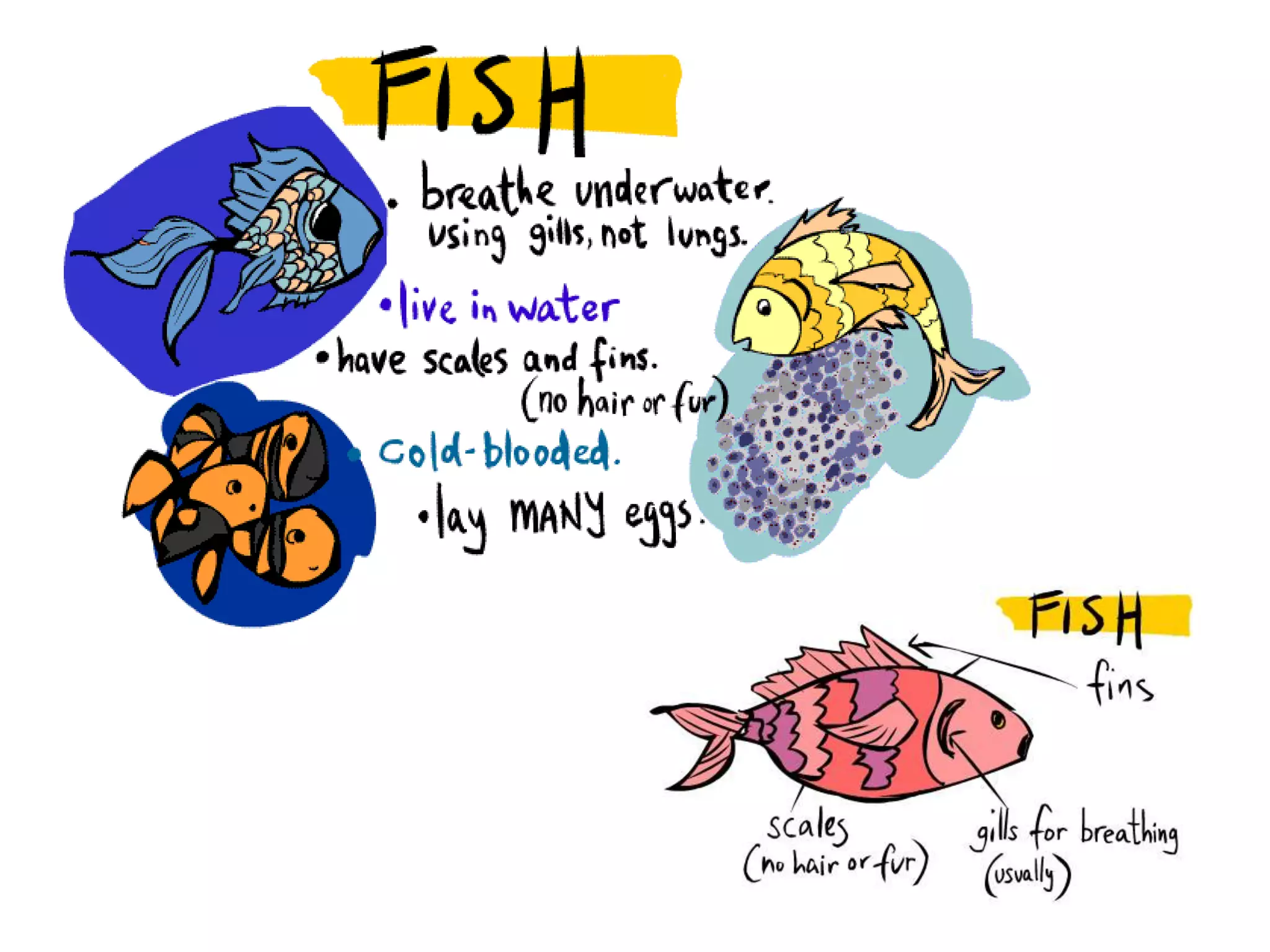 Classification of animals