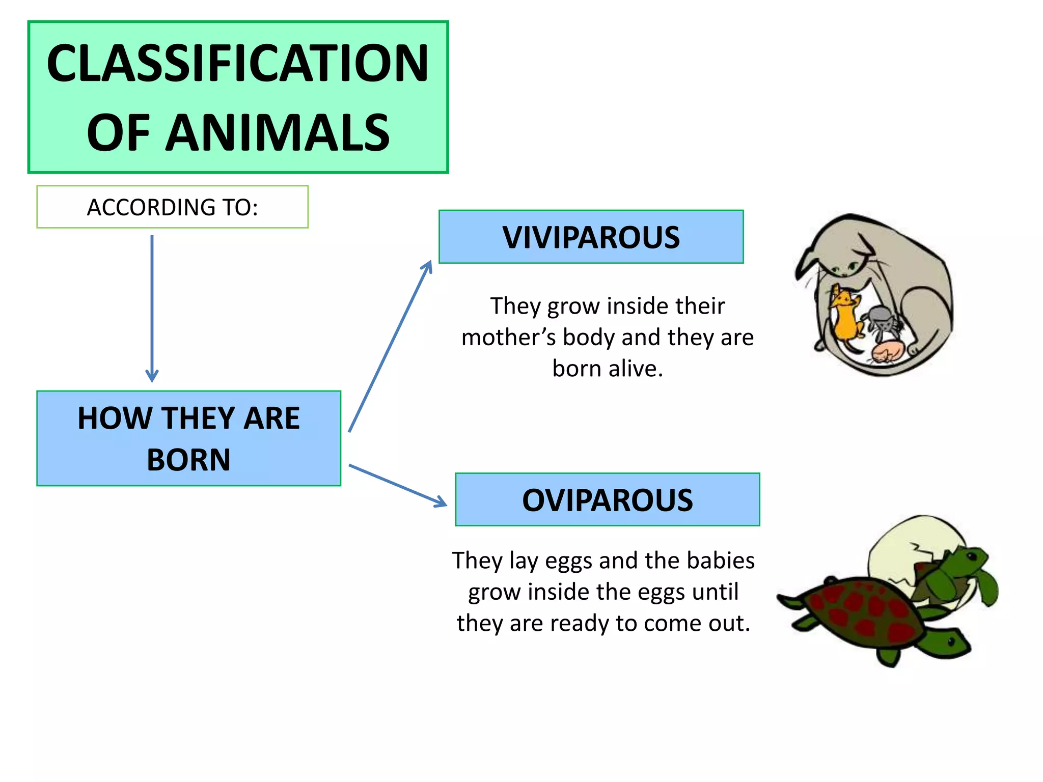 CLASSIFICATION
OF ANIMALS
ACCORDING TO:
HOW THEY ARE
BORN
VIVIPAROUS
OVIPAROUS
They grow inside their
mother’s body and they are
born alive.
They lay eggs and the babies
grow inside the eggs until
they are ready to come out.
 