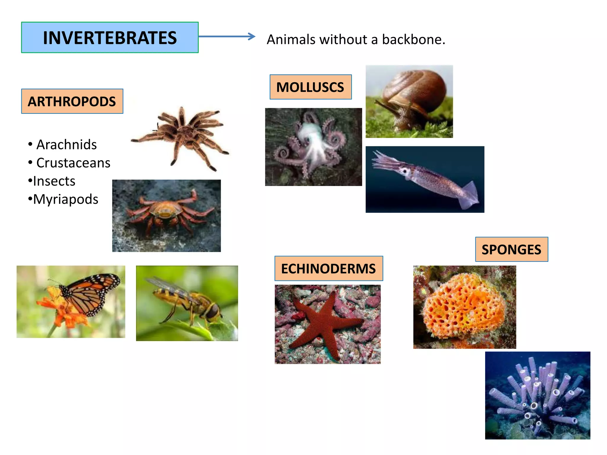 INVERTEBRATES
ARTHROPODS
• Arachnids
• Crustaceans
•Insects
•Myriapods
Animals without a backbone.
MOLLUSCS
ECHINODERMS
SPONGES
 