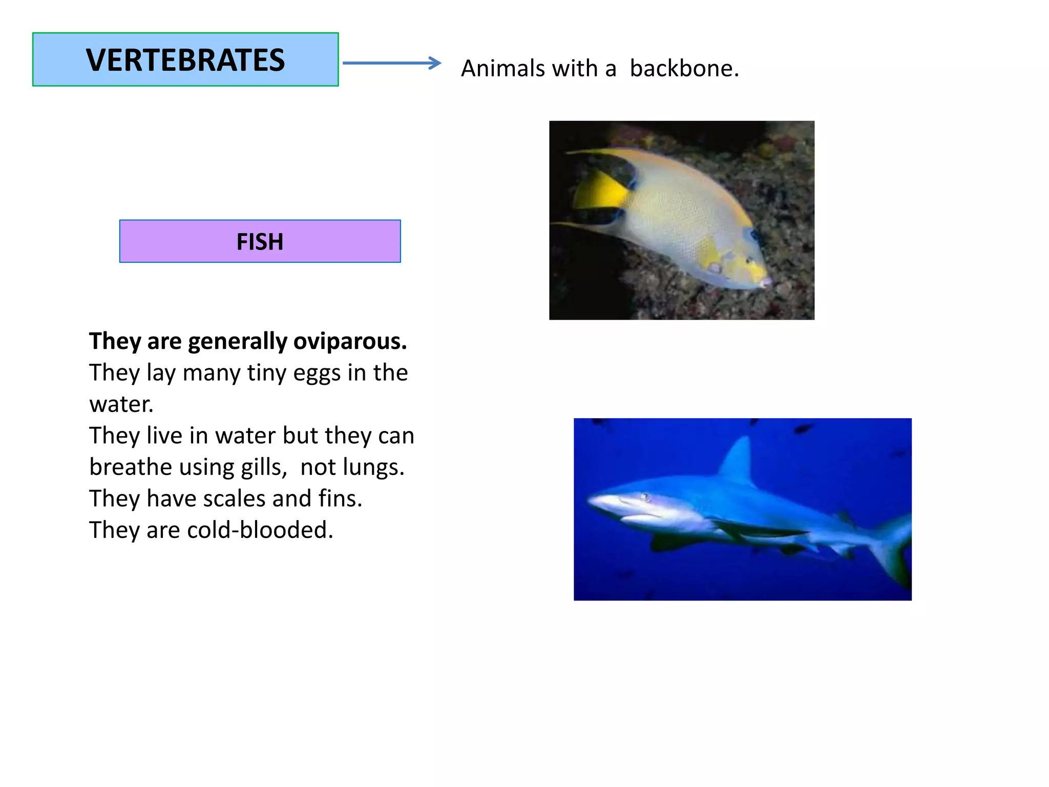 FISH
VERTEBRATES Animals with a backbone.
They are generally oviparous.
They lay many tiny eggs in the
water.
They live in water but they can
breathe using gills, not lungs.
They have scales and fins.
They are cold-blooded.
 