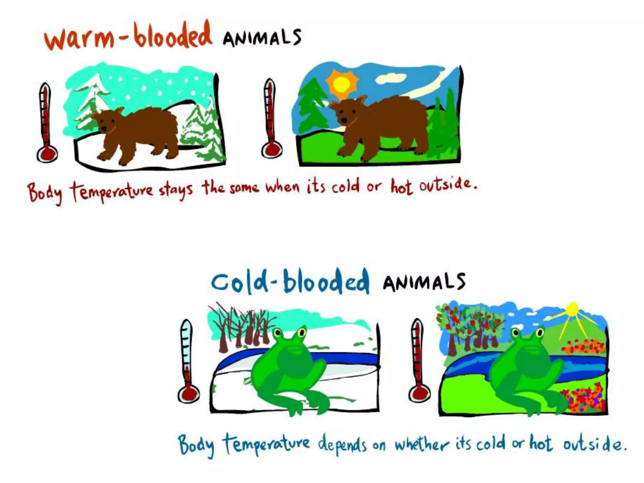 Classification of animals