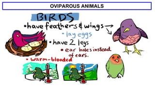 OVIPAROUS ANIMALS
 