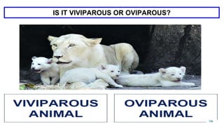 IS IT VIVIPAROUS OR OVIPAROUS?
 