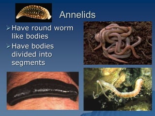 Classification of Animals.ppt