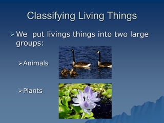 Classification of Animals.ppt