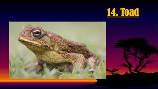 Toadstool Classification Chart Classification of Animals - Vertebrates and Invertebrates with activity.pdf