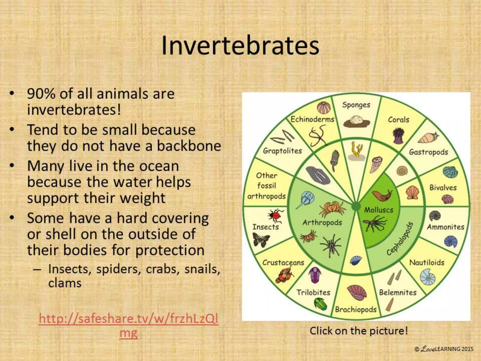 Classification Of Plants And Animals By Sunny Jae Tpt