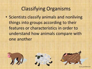 Classification of animals and plants tpt individual | PPTX