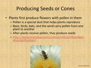 Receive Pollen Classification of animals and plants tpt individual | PPTX