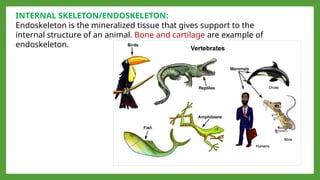 CLASSIFICATION OF ANIMALS . invertebrates and vertebrates. suitable for ...