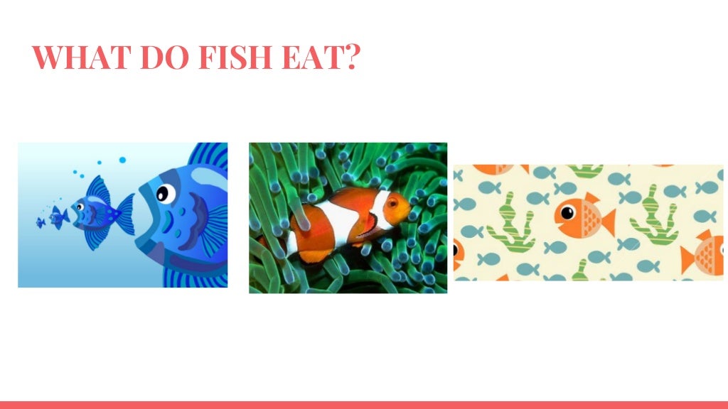 How do we classify animals?