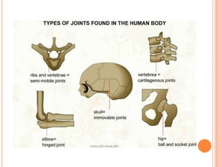 Classification of articulations | PPTX