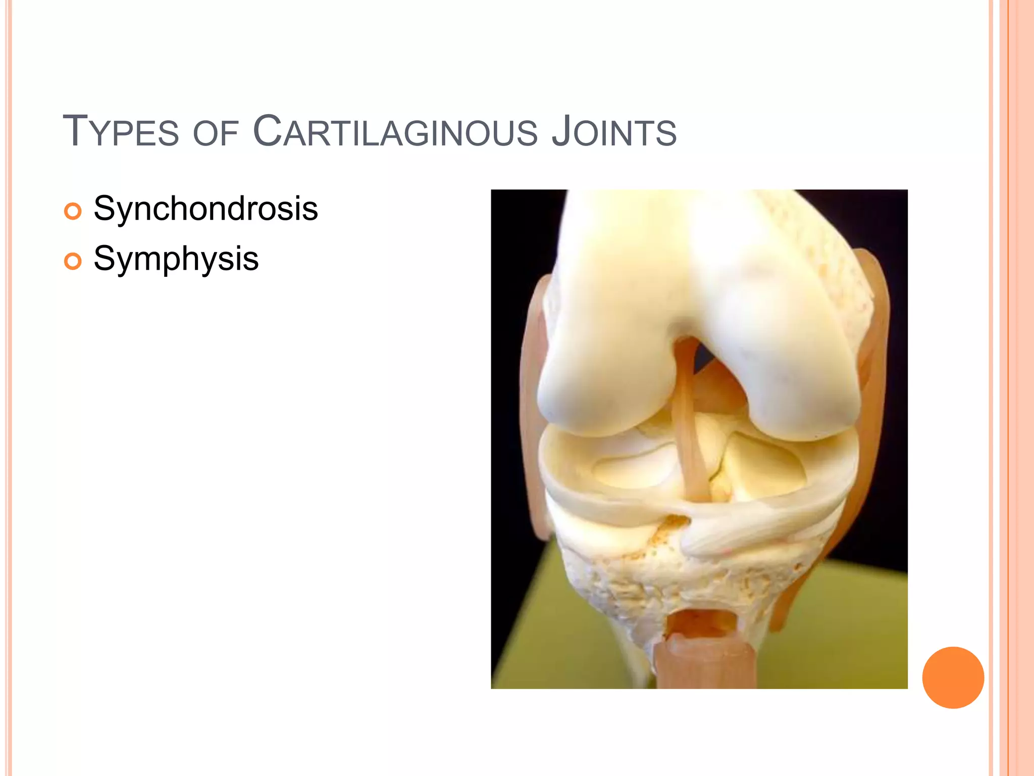 Example: Lambdoid Suture