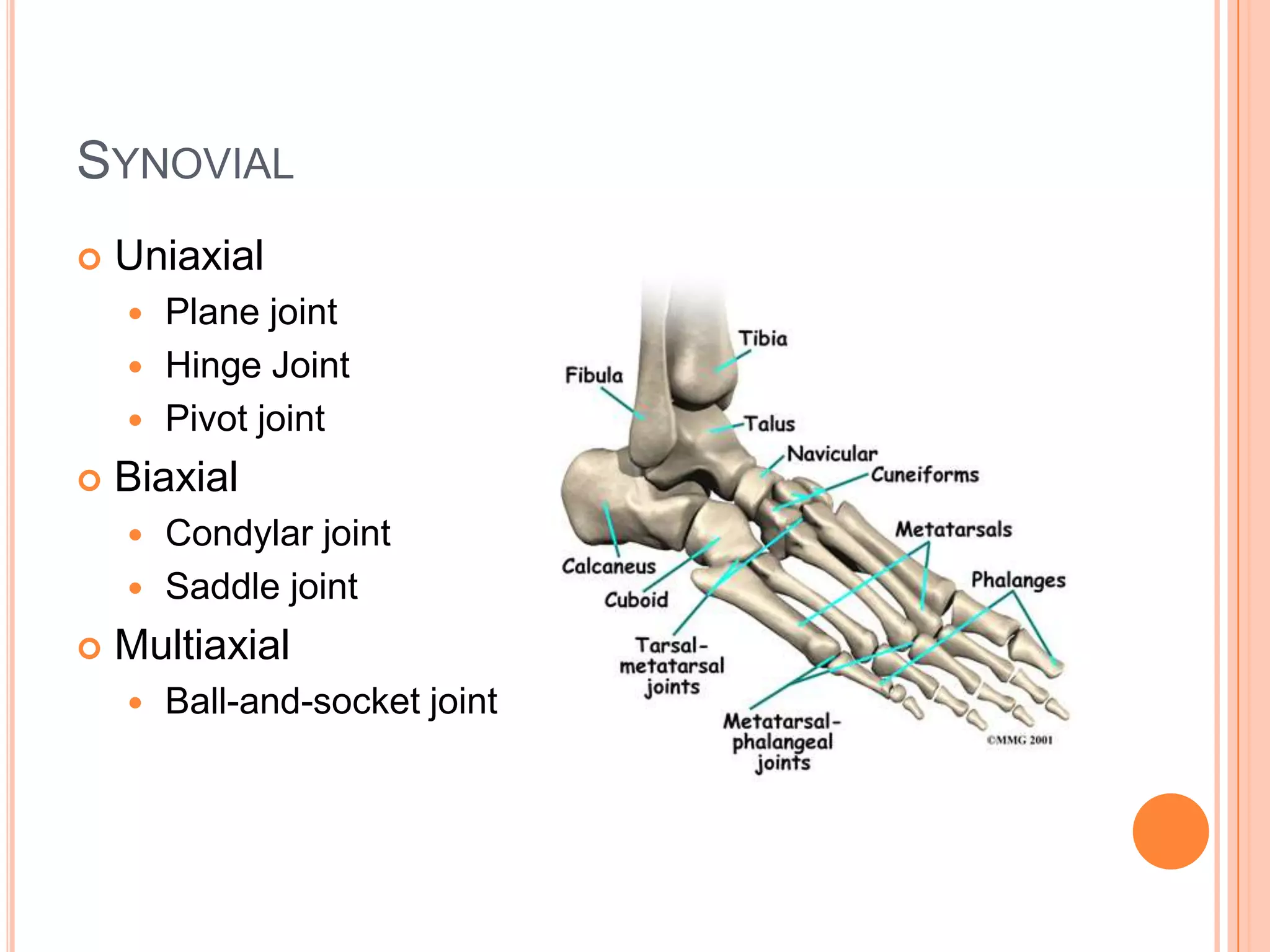 Examples: Epiphyseal plates, and Costochondral joints