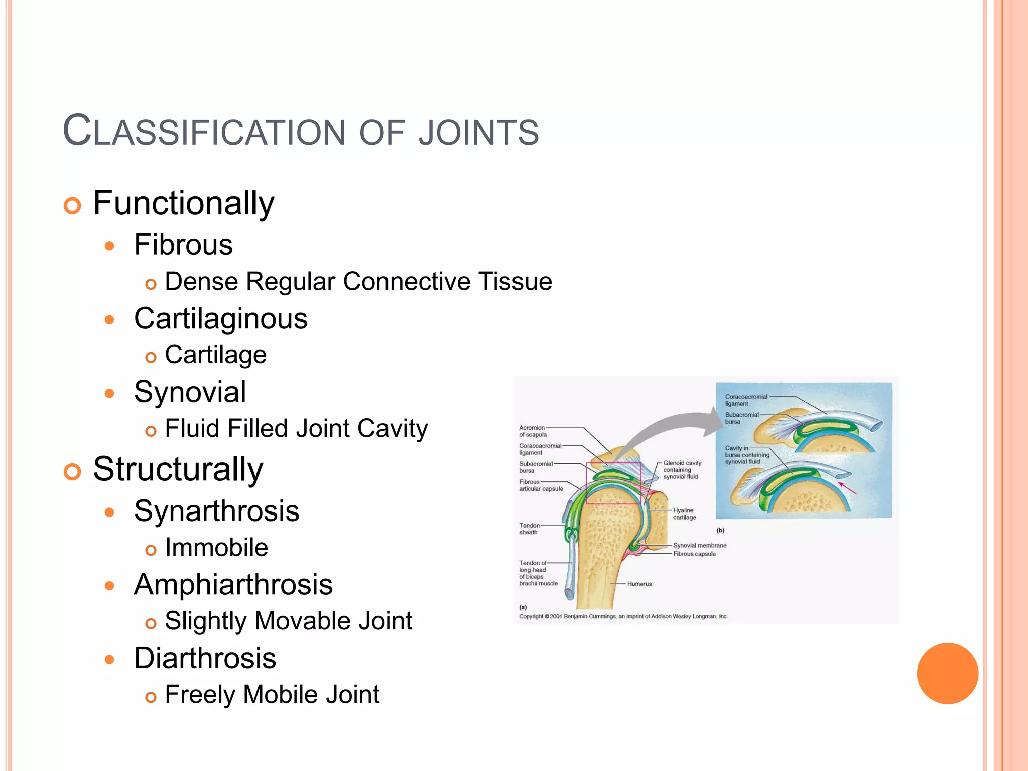 Classification of jointsFunctionallyFibrousDense Regular Connective TissueCartilaginousCartilageSynovialFluid Filled Joint CavityStructurallySynarthrosisImmobileAmphiarthrosisSlightly Movable JointDiarthrosisFreely Mobile Joint