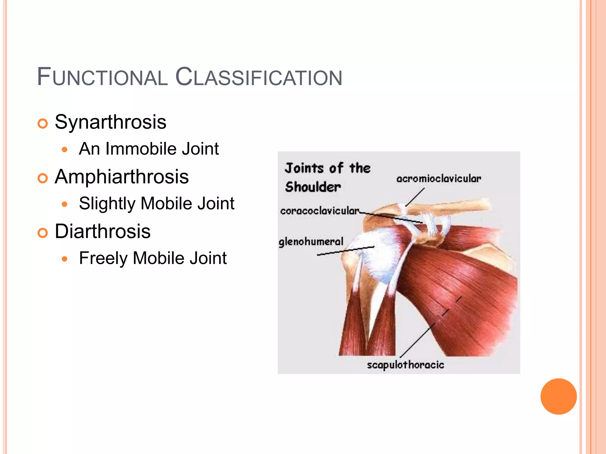 Functional Classification SynarthrosisAn Immobile JointAmphiarthrosisSlightly Mobile JointDiarthrosisFreely Mobile Joint