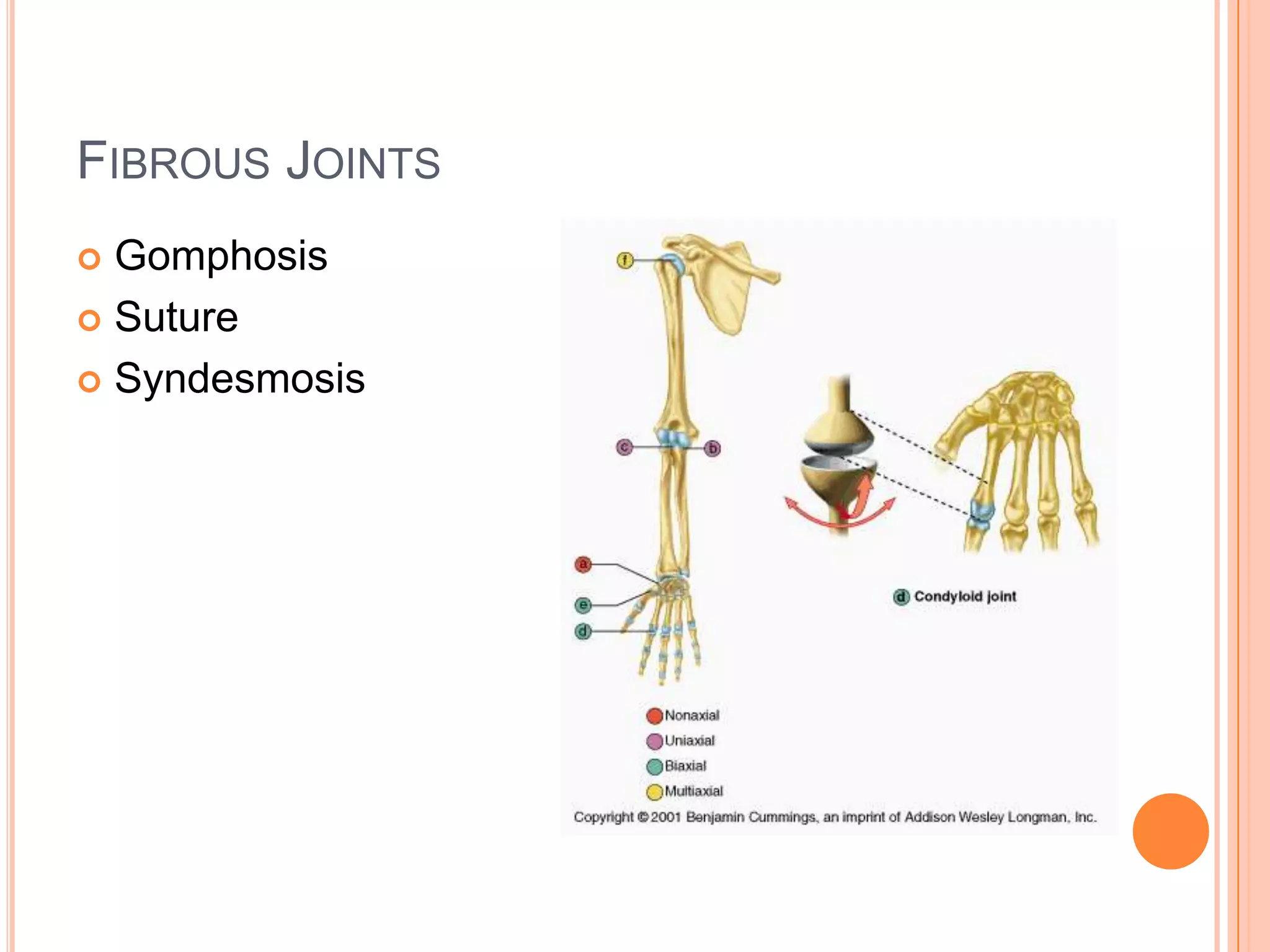Fibrous JointsGomphosisSutureSyndesmosis