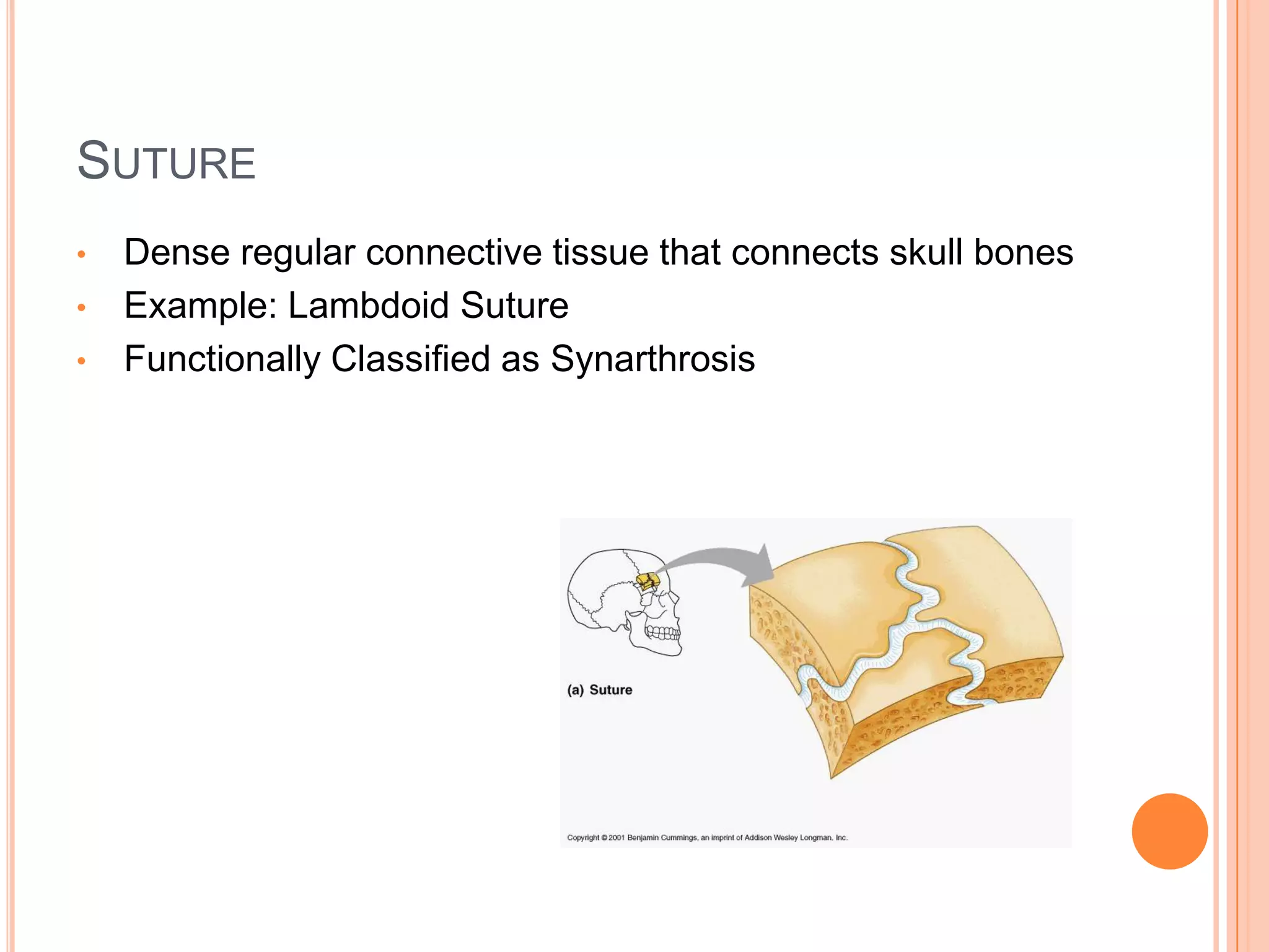 Example tooth in the JawFunctionally classified as Synarthrosis (immobile)