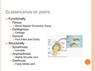 Classification of articulations | PPTX