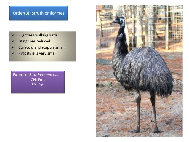 classification of aves
