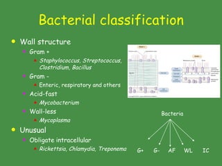 Bacterial classification ,[object Object],[object Object],[object Object],[object Object],[object Object],[object Object],[object Object],[object Object],[object Object],[object Object],[object Object],[object Object],G+  G-  AF  WL  IC Bacteria 