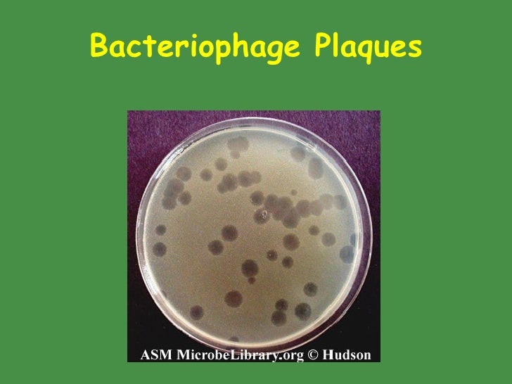 Classificationof Bacteria