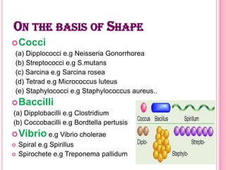 ON THE BASIS OF SHAPE
 Cocci
(a) Dipplococci e.g Neisseria Gonorrhorea
(b) Streptococci e.g S.mutans
(c) Sarcina e.g Sarcina rosea
(d) Tetrad e.g Micrococcus luteus
(e) Staphylococci e.g Staphylococcus aureus..

 Baccilli
(a) Dipplobacilli e.g Clostridium
(b) Coccobacilli e.g Bordtella pertusis
 Vibrio e.g Vibrio cholerae
 Spiral e.g Spirillus
 Spirochete e.g Treponema pallidum

 