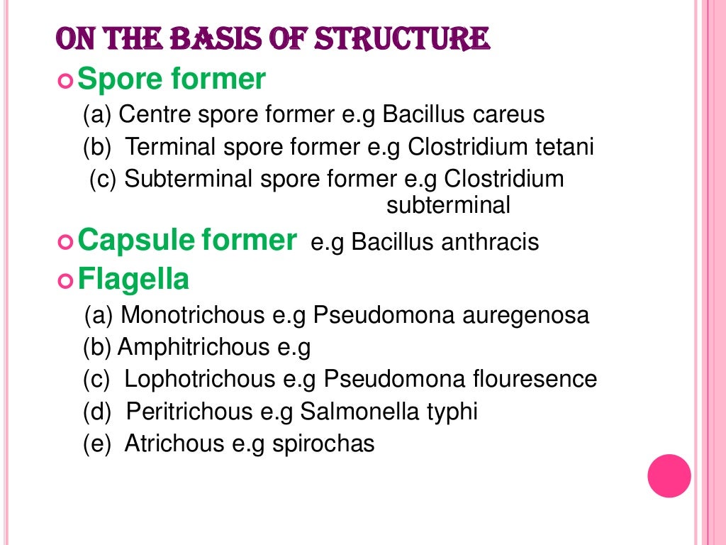 Classification of bacteria
