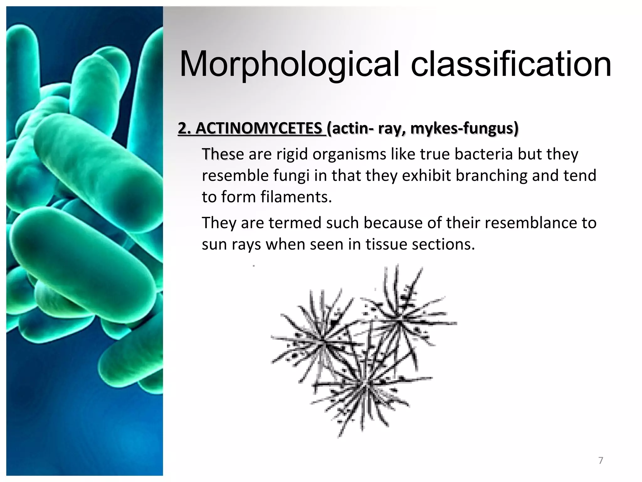 Morphological classification
2. ACTINOMYCETES2. ACTINOMYCETES (actin- ray, mykes-fungus)(actin- ray, mykes-fungus)
ThesThese are rigid organisms like true bacteria but they
resemble fungi in that they exhibit branching and tend
to form filaments.
They are termed such because of their resemblance to
sun rays when seen in tissue sections.
7
 