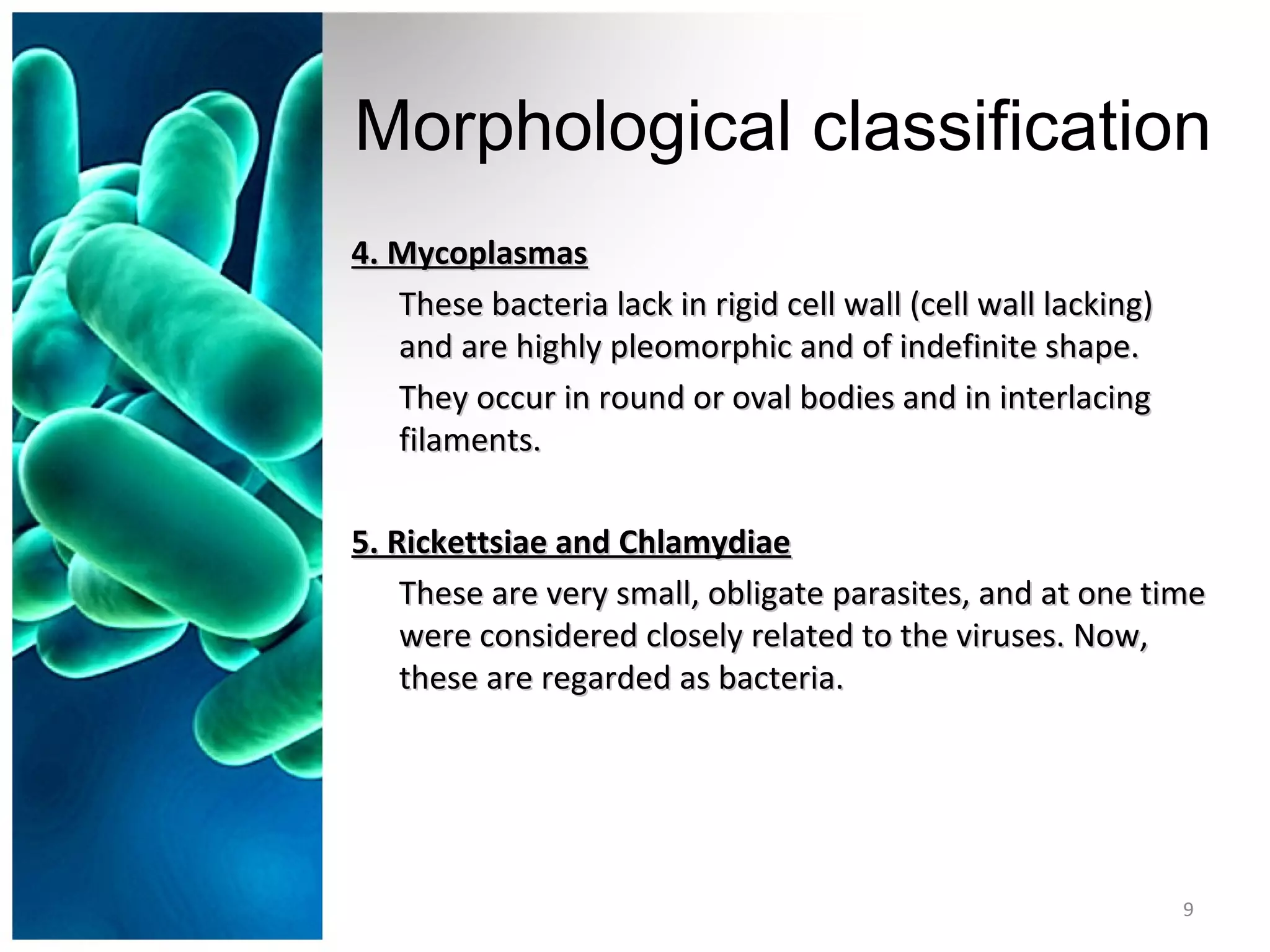Morphological classification
4. Mycoplasmas4. Mycoplasmas
These bacteria lack in rigid cell wall (cell wall lacking)These bacteria lack in rigid cell wall (cell wall lacking)
and are highly pleomorphic and of indefinite shape.and are highly pleomorphic and of indefinite shape.
They occur in round or oval bodies and in interlacingThey occur in round or oval bodies and in interlacing
filaments.filaments.
5. Rickettsiae and Chlamydiae5. Rickettsiae and Chlamydiae
These are very small, obligate parasites, and at one timeThese are very small, obligate parasites, and at one time
were considered closely related to the viruses. Now,were considered closely related to the viruses. Now,
these are regarded as bacteria.these are regarded as bacteria.
9
 
