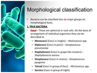 how do you classify bacteria